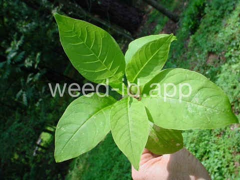 pokeweed, common